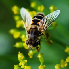 Vorsicht bei Insektenstichen