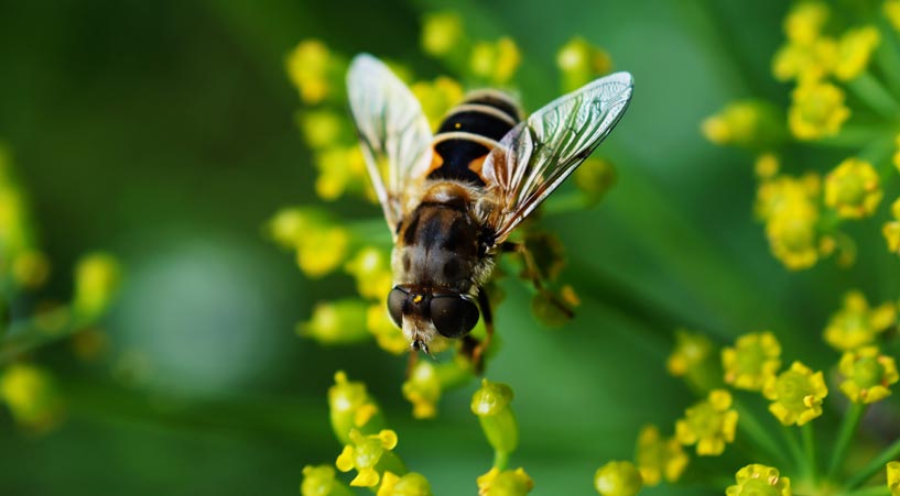 Vorsicht bei Insektenstichen