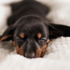 Ein Welpe zieht ein – erste sinnvolle Schritte (Teil 1)Photo by Dominika Roseclay from Pexels